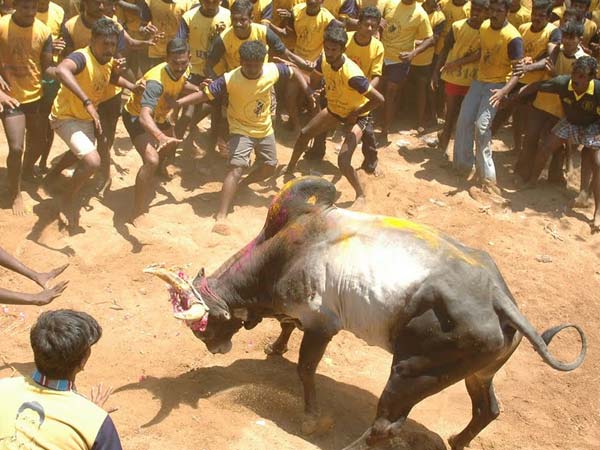 Ban on Jallikkattu : Tamilar Veera Vilayattu pathukappu Peravai appeal Ban on Jallikkattu : Tamilar Veera Vilayattu pathukappu Peravai appeal