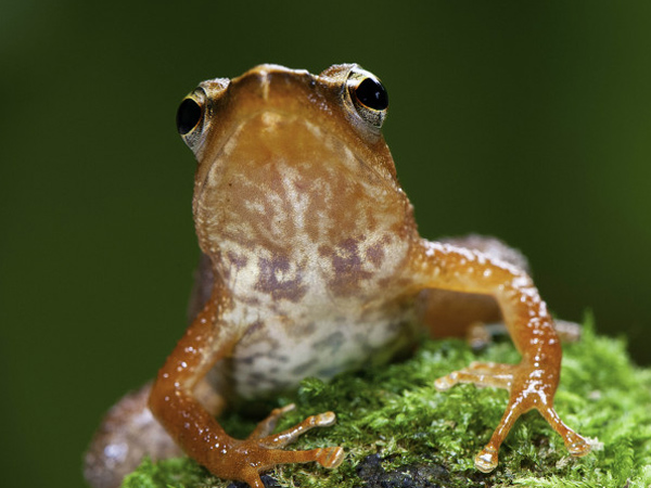 14 dancing frog series find out by Delhi University… 14 dancing frog series find out by Delhi University…