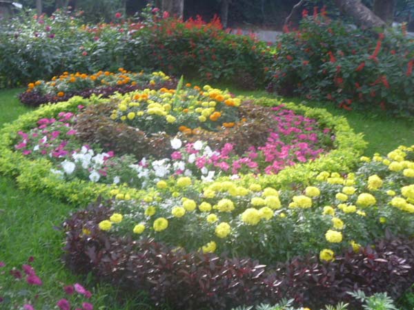 ரோஜா ரங்கோலி