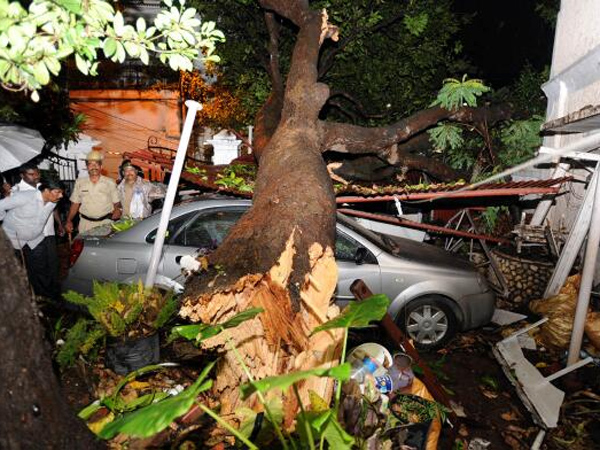 மரங்கள்