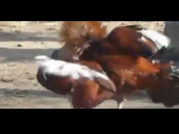 கலெக்டர் உத்தரவு கலெக்டர் உத்தரவு