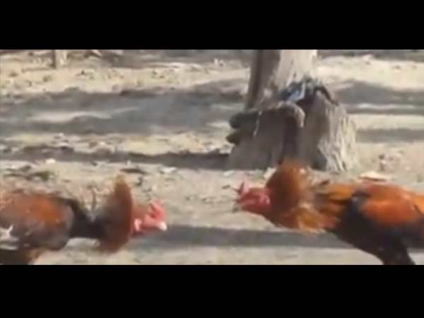 சேவல்சண்டை சேவல்சண்டை