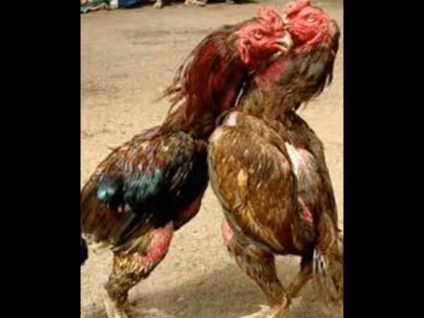 ஆடுகளம் திரைப்படம் ஆடுகளம் திரைப்படம்