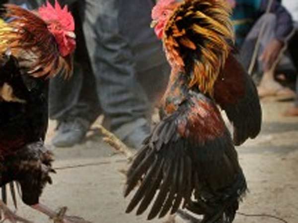 சண்டைச் சேவல் சண்டைச் சேவல்