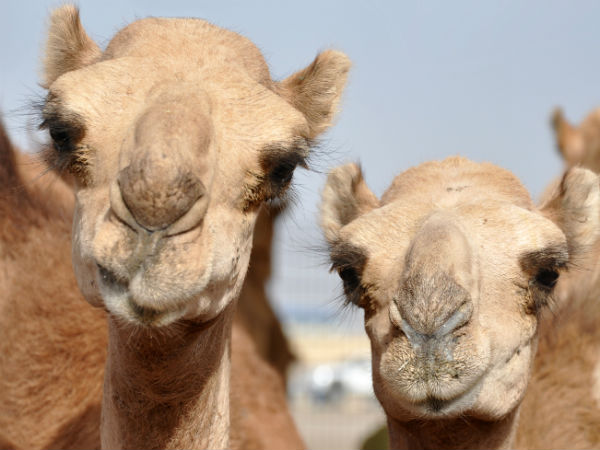 மருத்துவப்பத்திரிக்கை: