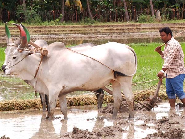 விவசாயத்திற்கு வளர்ச்சி