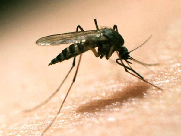 GM mosquitoes a ‘quantum leap’ towards tackling malaria GM mosquitoes a ‘quantum leap’ towards tackling malaria