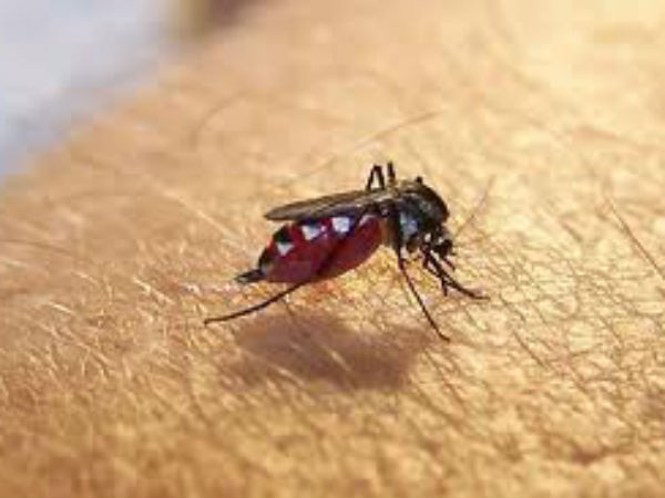 ஆண் கொசுக்கள் உற்பத்தி...