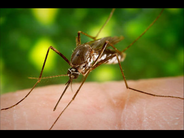 கொசு இனமே அழிந்து விடும்....