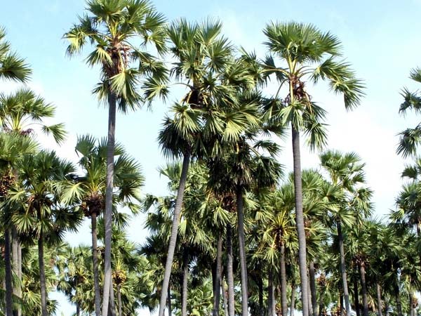 பட்டுப்போன பனைமரங்கள்