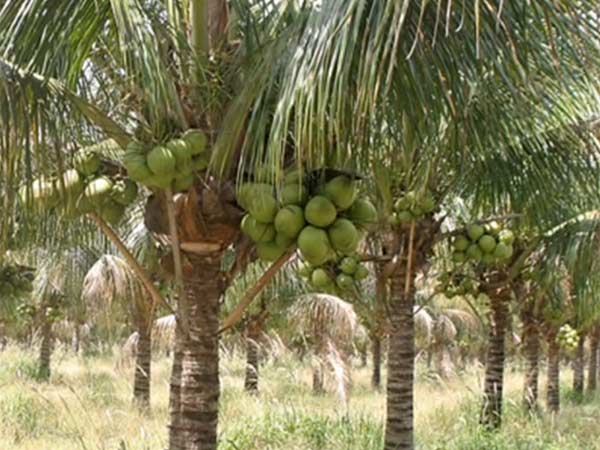 தென்னை மரங்களின் கதி