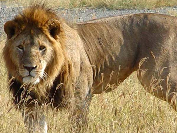 20000 கிலோமீட்டர் பரப்பளவில்