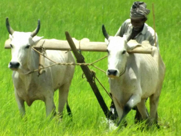 பச்சையப்பன்