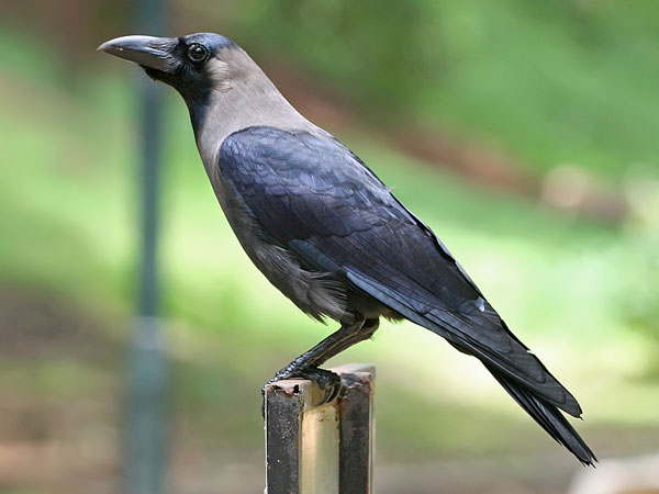 காயமடைந்த காகம்