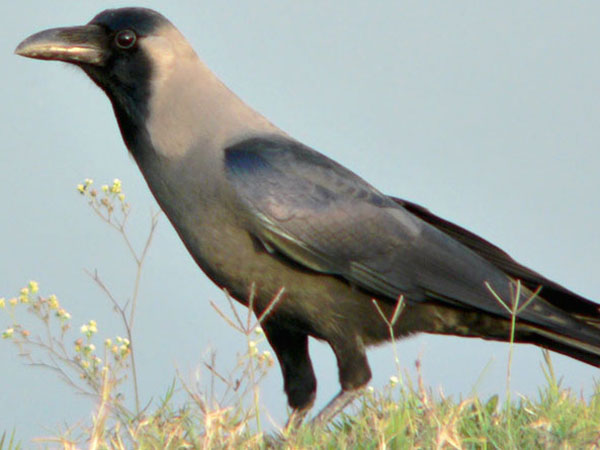 காகம் பத்திரம்