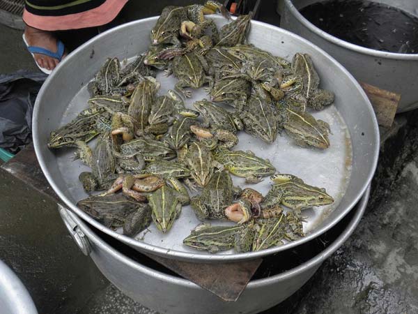 தவளைக் கறி, சூப்