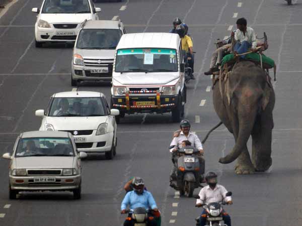 பாகனை சம்மதிக்க வைக்க முயற்சி