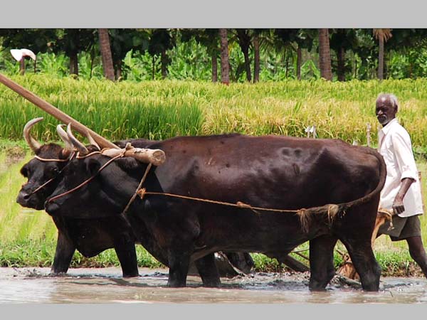 விவசாய தொலைக்காட்சி...