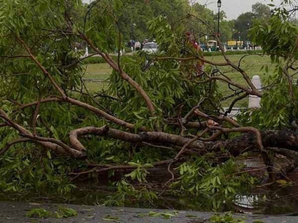 வேரோடு சாய்ந்த மரங்கள்