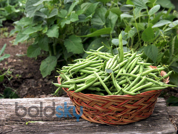 பீதியைக் கிளப்பும் பீன்ஸ் விலை: