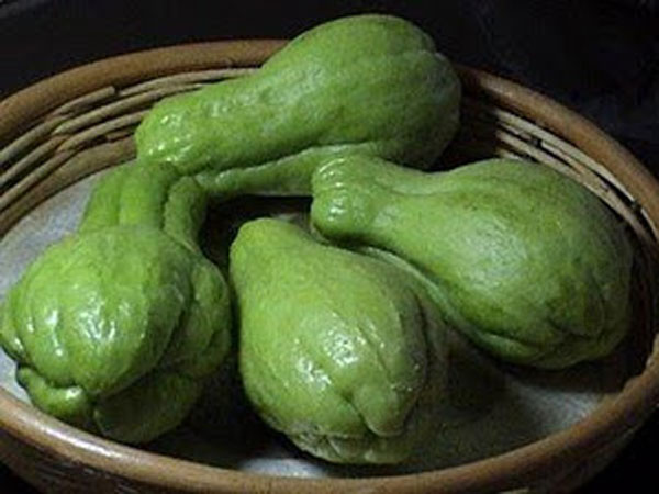 சொக்க வைக்கும் சௌசௌ: