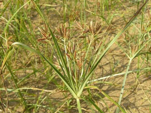 களைச் செடியான பரிதாபம்