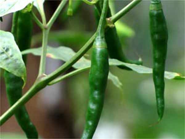 பச்சை மிளகாய் பத்து ரூபாய் குறைவு: