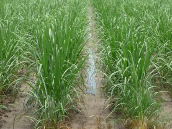 கடனாளியான விவசாயிகள்: