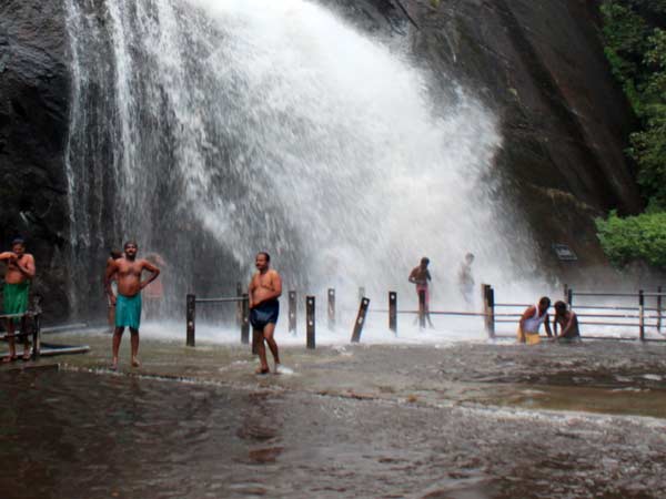 சிறப்பு வாய்ந்த மரங்கள்