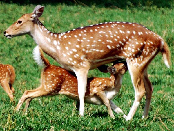 வாழைகளை சேதமாக்கும் மான்கள்: