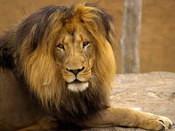 ஒருவேளை, சிங்கமா இருக்குமோ..