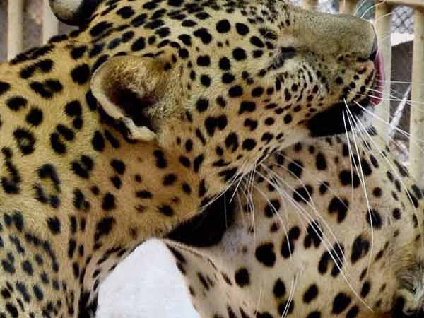 ஒன்றா, பலவா?