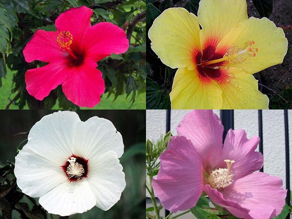 இருமடங்காகும்...