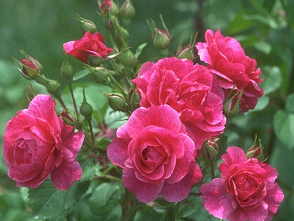 ஓசூர் ரோஜா....