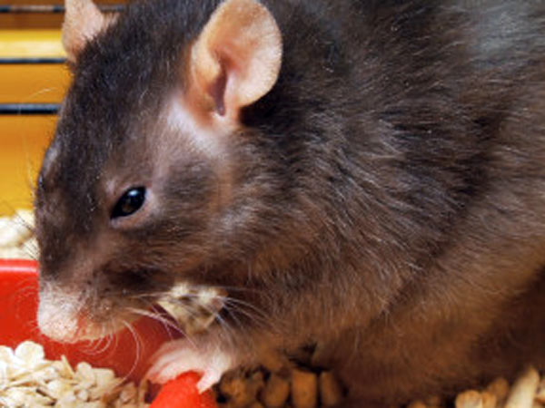 சிந்தும் உணவுகள் 