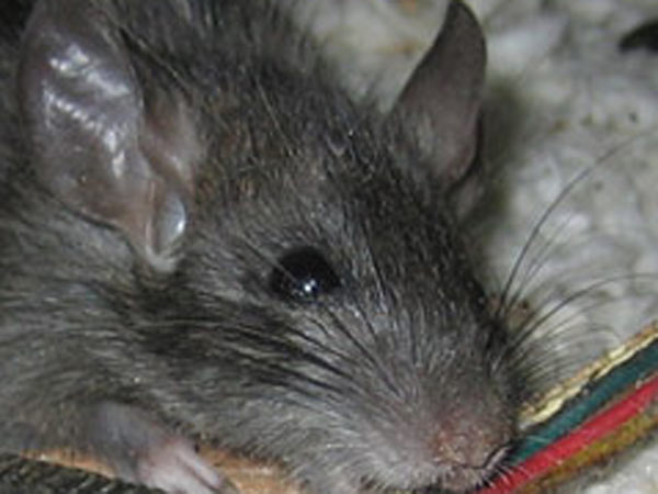 வயரை கடித்து விபத்து 