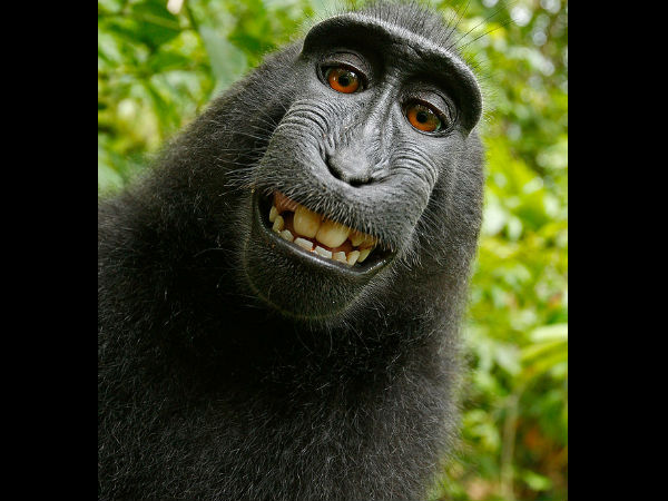 குரங்குச் சேட்டை