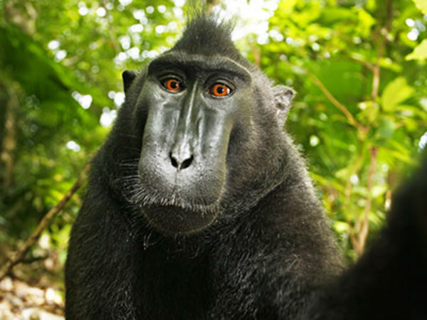 நூற்றுக்கணக்கில் போட்டோ எடுத்த குரங்கு