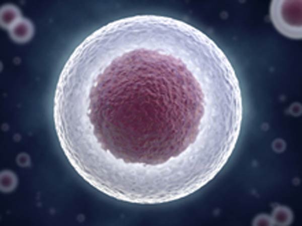 கருமுட்டை சேகரிப்பு: கருமுட்டை சேகரிப்பு: