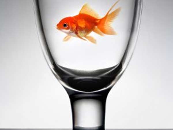 குடிநீரில் மீன்கள்: