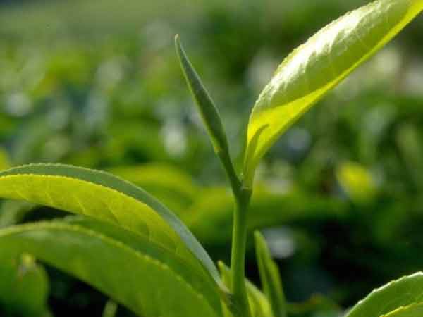 ஏற்றுமதி... ஏற்றுமதி...