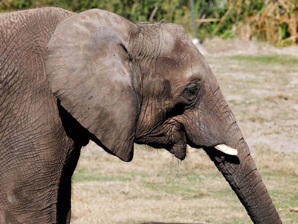 Valparai Bsnl office spoiled with elephants… Valparai Bsnl office spoiled with elephants…