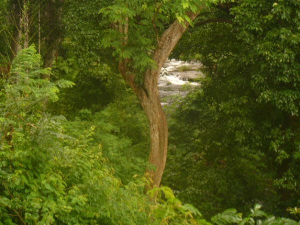 37 ஏக்கர் பரப்பளவு 