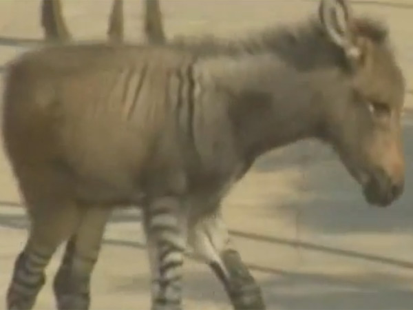 கழுதைத் திருமணம்.. வேம்பு திருமணம் கழுதைத் திருமணம்.. வேம்பு திருமணம்