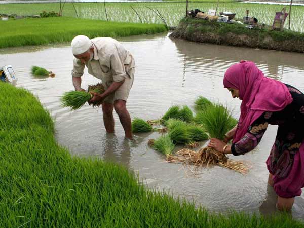 ஊரக வேலை வாய்ப்பு காரணமா?