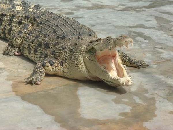 மைக்கேல் ஜாக்சன்... மைக்கேல் ஜாக்சன்...