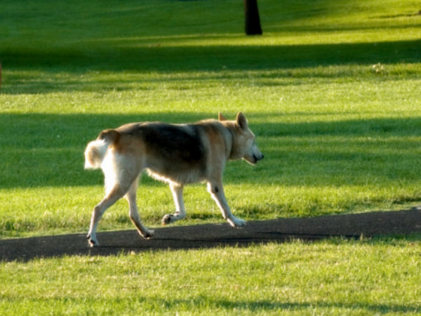செல்லப் பிராணிகள்