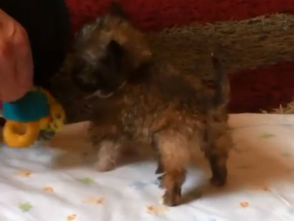 ரோஸ் ஆன்ட்டி வீட்டு நாய்: