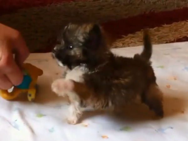 குப்பை தொட்டியில் கண்டுபிடிப்பு: