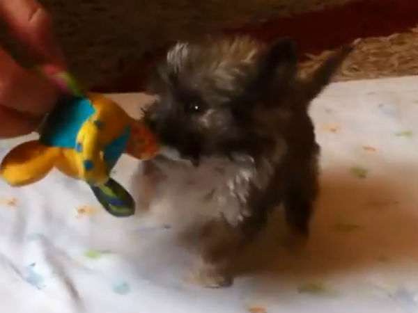 இங்க் பில்லரில் பால்: